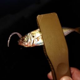アジ