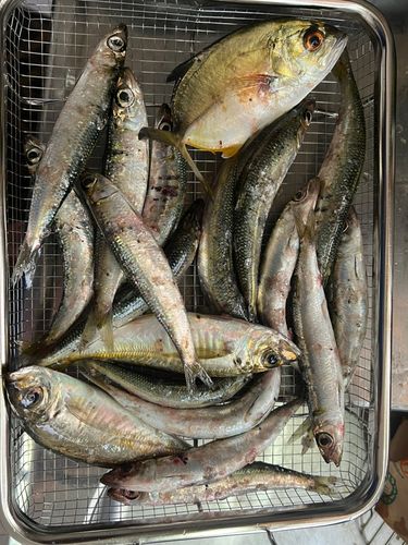 イワシの釣果
