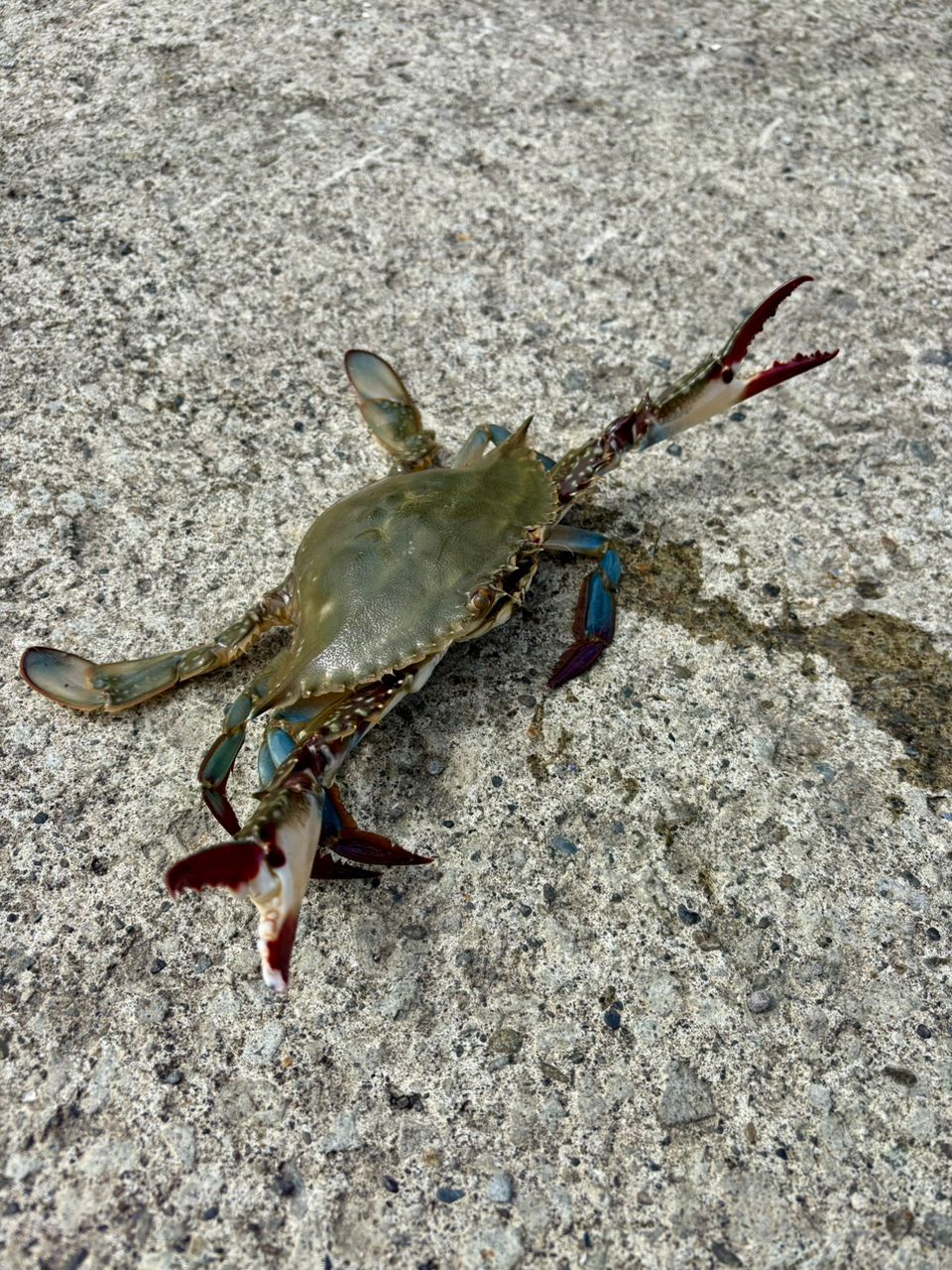 カニ