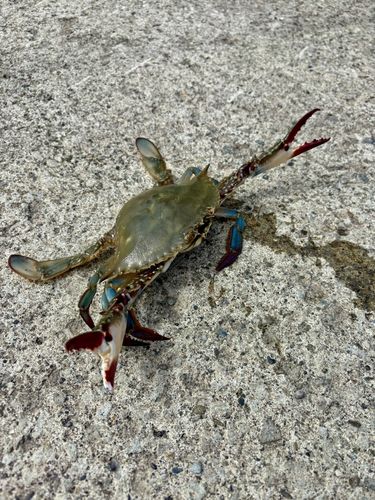 カニの釣果