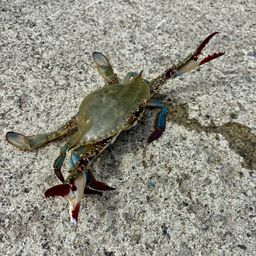 カニ