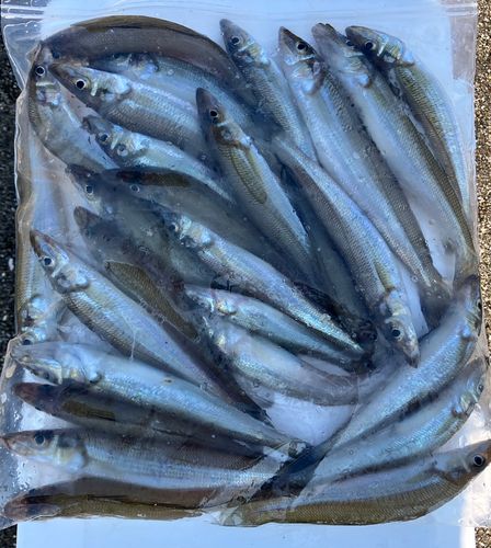 シロギスの釣果