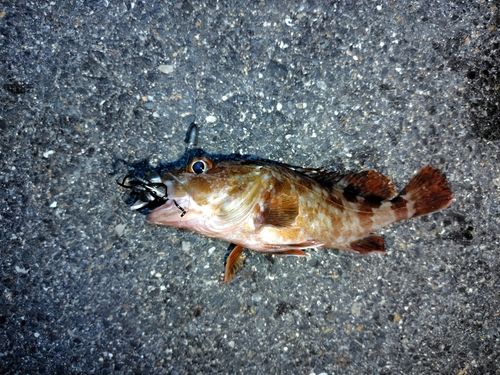 カサゴの釣果