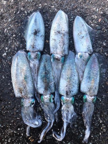 アオリイカの釣果