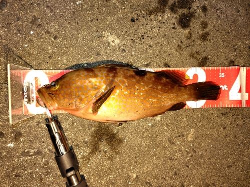 アコウの釣果