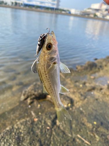 スズキの釣果