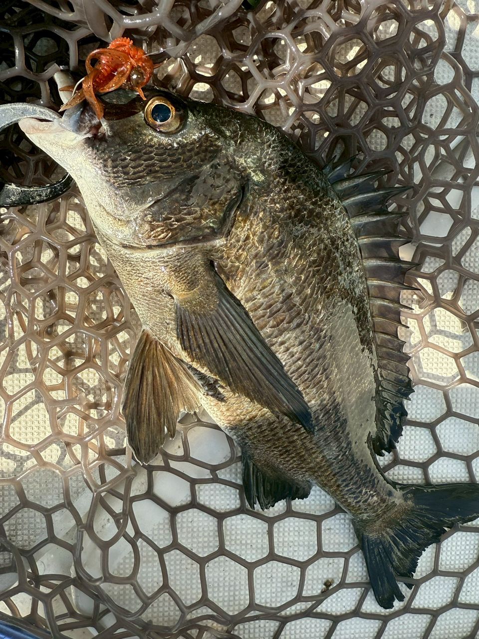 あつあつ釣果記録さんの釣果 2枚目の画像
