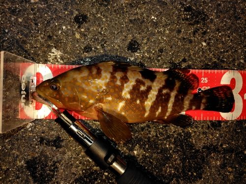 アコウの釣果