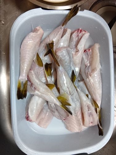 ショウサイフグの釣果