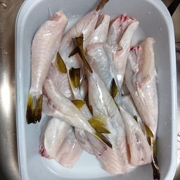 ショウサイフグ