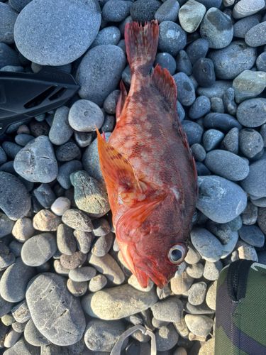 ウッカリカサゴの釣果