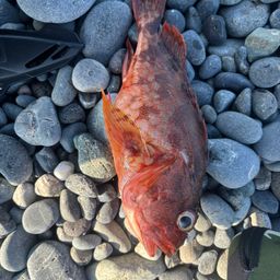 ウッカリカサゴ