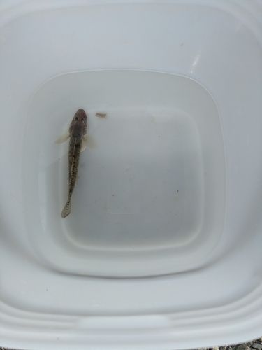 ハゼの釣果