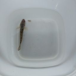 ハゼ