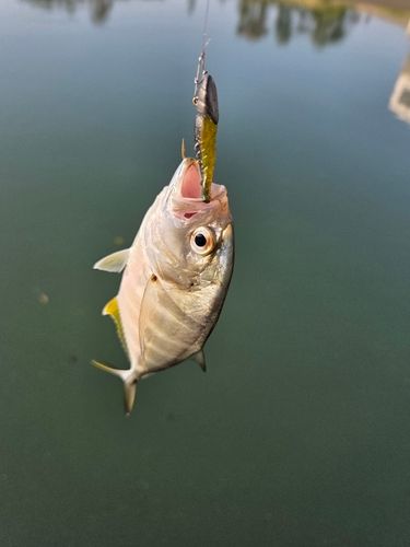メッキの釣果