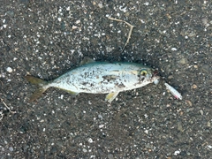 ツバスの釣果
