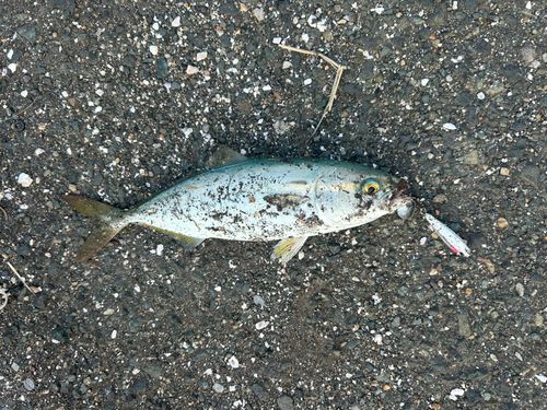 ツバスの釣果