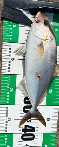 ショゴの釣果