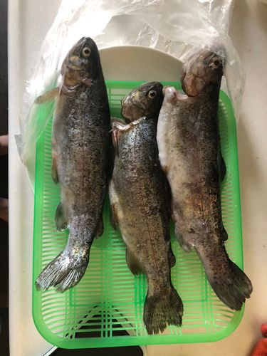 ニジマスの釣果