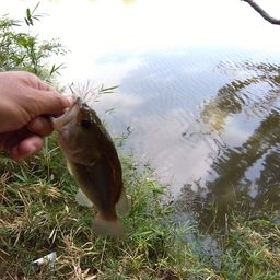 ラージマウスバス