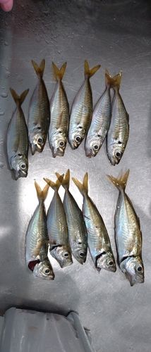 アジの釣果
