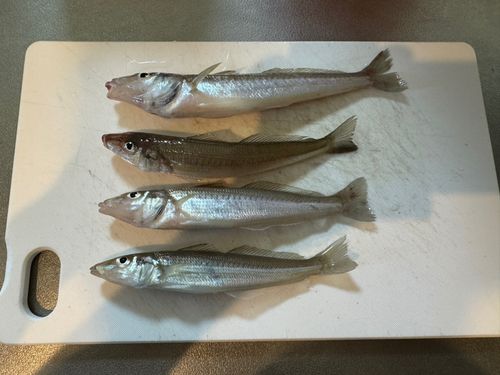 キスの釣果
