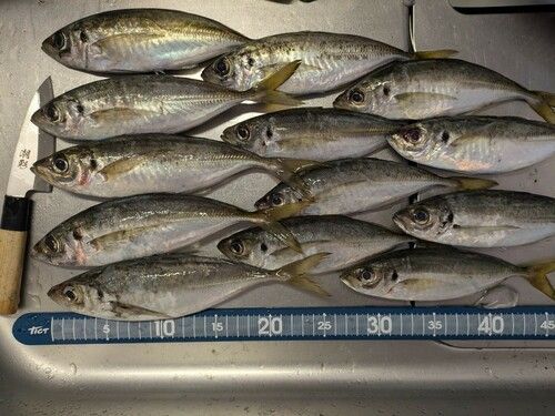 アジの釣果