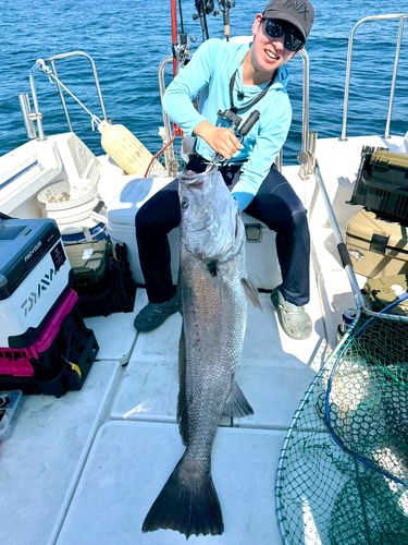 オオニベの釣果