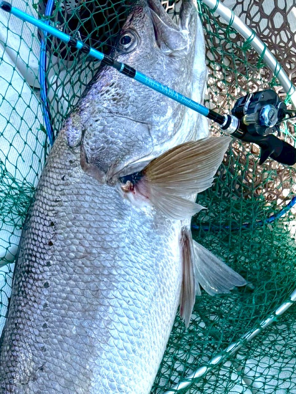 あつあつ釣果記録さんの釣果 2枚目の画像