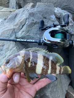 アオハタの釣果