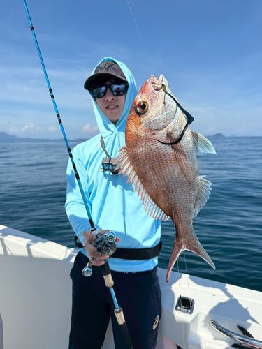 マダイの釣果