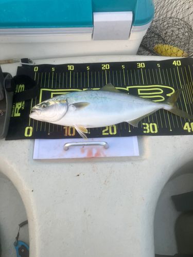 イナダの釣果