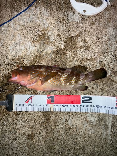 アコウの釣果