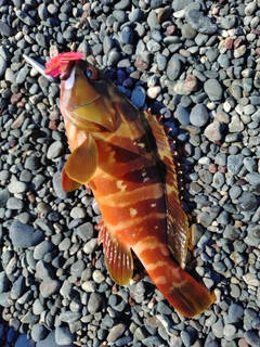 アカハタの釣果