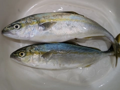 ワカシの釣果