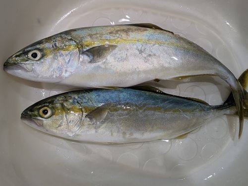 ワカシの釣果