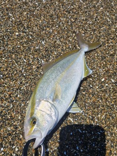 ショゴの釣果