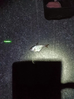 ミナミハタンポの釣果