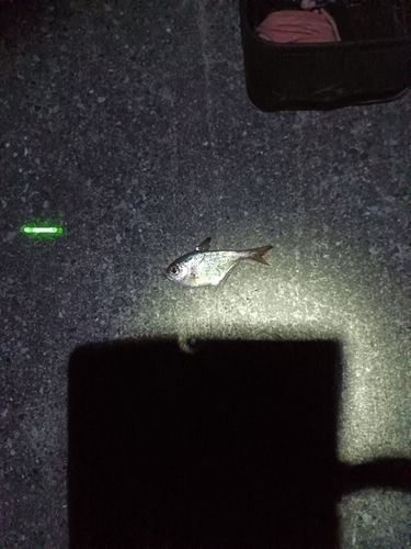 ミナミハタンポの釣果