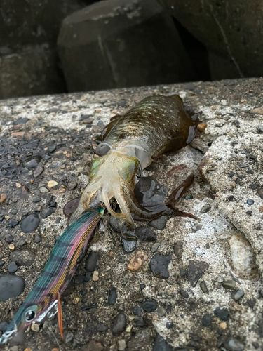 アオリイカの釣果