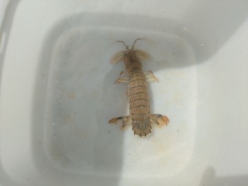 シャコの釣果