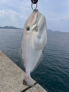 ウスバハギの釣果