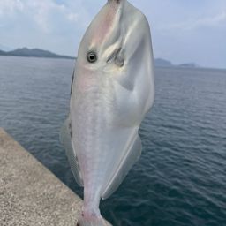 ウスバハギ