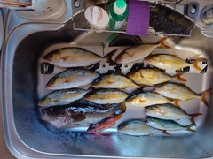シオの釣果