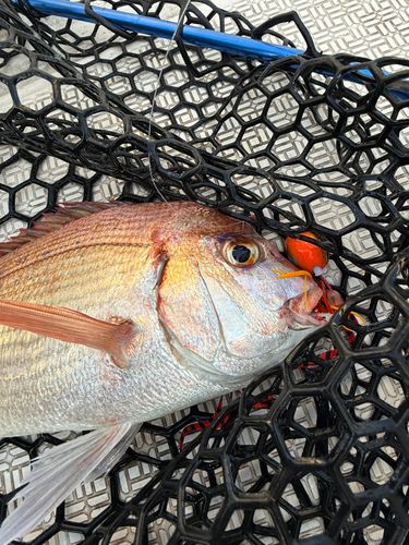 レンコダイの釣果