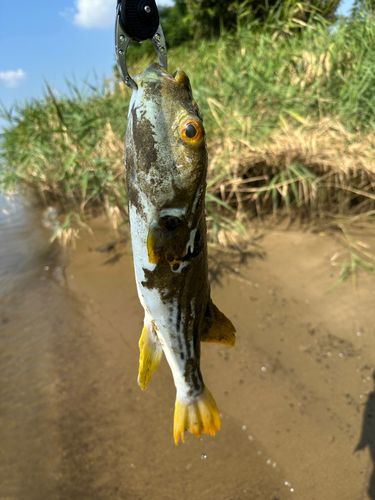 シマフグの釣果