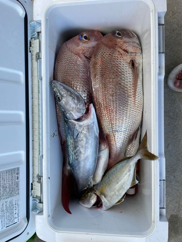 ハガツオの釣果