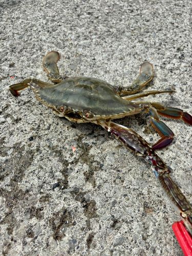 カニの釣果