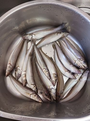 シロギスの釣果