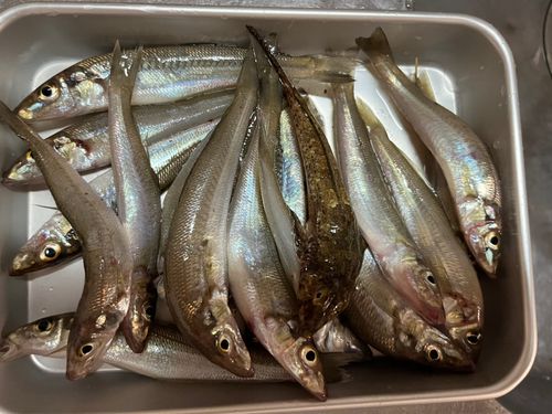 シロギスの釣果